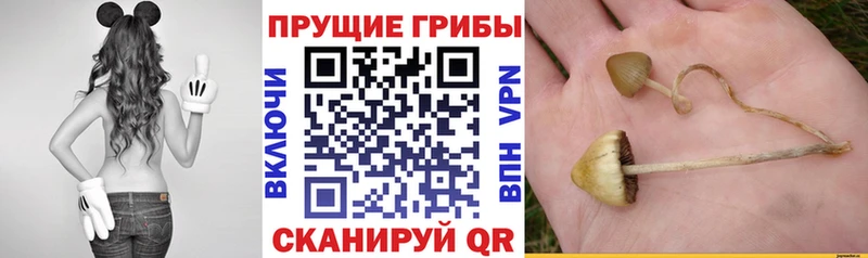 Галлюциногенные грибы мухоморы  Партизанск 